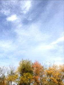 Sky, Clouds, Tree
