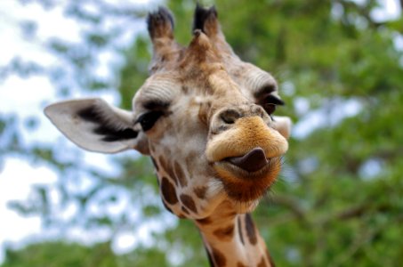 close-up photography of giraffe with tongue out photo