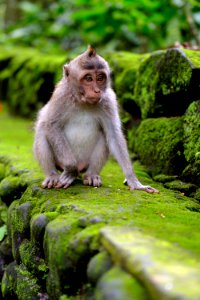 Monkey forest, Ubud, Bali photo