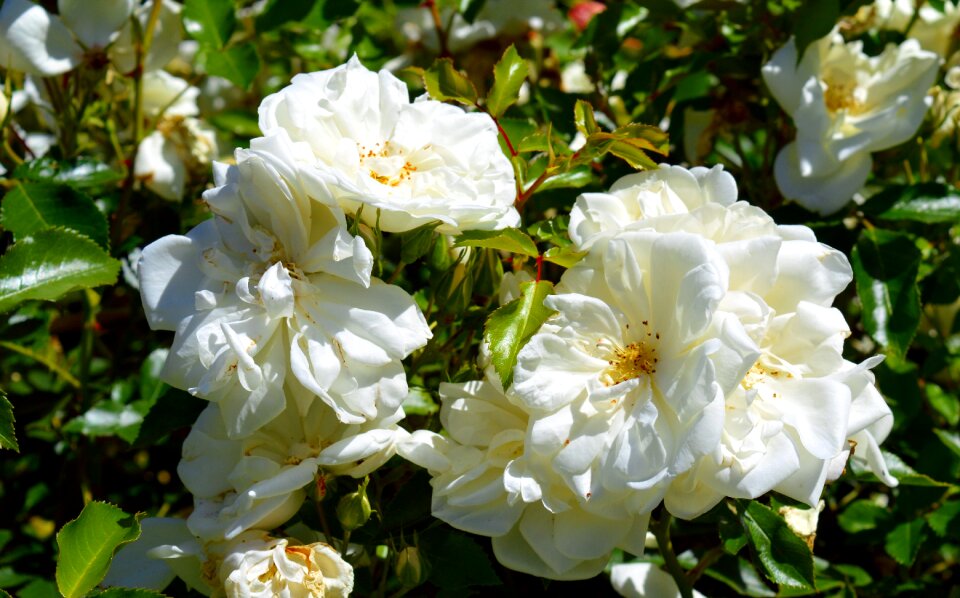 Bloom rose bloom rose blooms