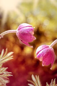 Plant spring flower blossom