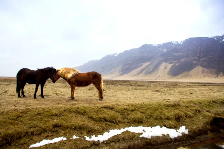 black and brown horses standing on green grass field across mountain