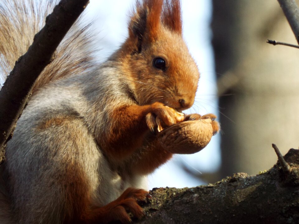 Nature animals squirrel