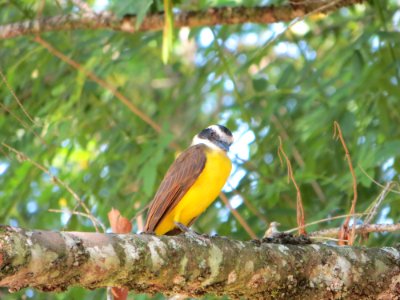 Rio de janeiro, Jardin botanico, Brasil