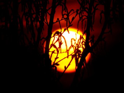 Sunset, Nature, Venetian lagoon