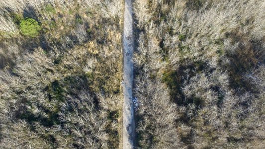 bird's eyeview photo of road along forest