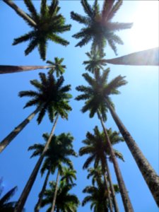 low angle photography of coconut trees photo