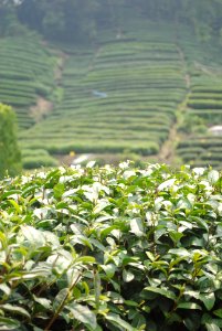 Hangzhou, Cina, Field photo