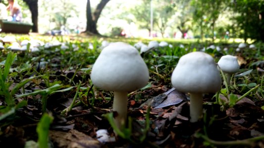 Parque ibirapuera, S o paulo, Brazil