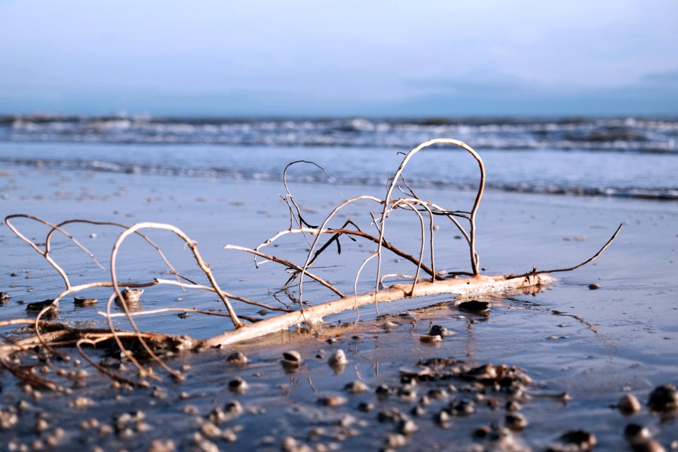 Swansea, United kingdom, Driftwood photo