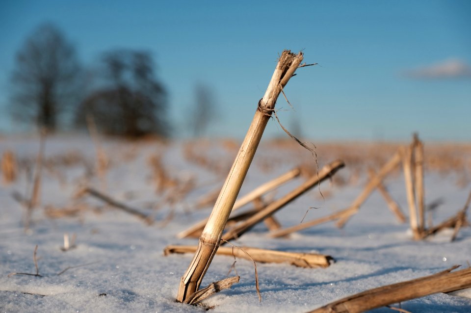 Dieen am ammersee, Germany, Winter