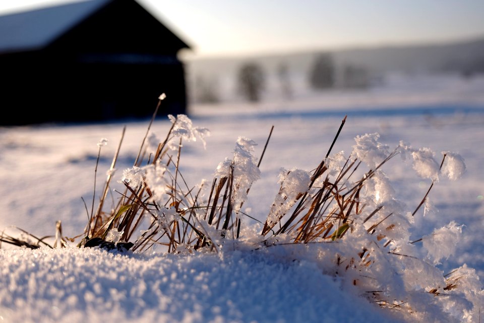 Dieen am ammersee, Germany, Gras