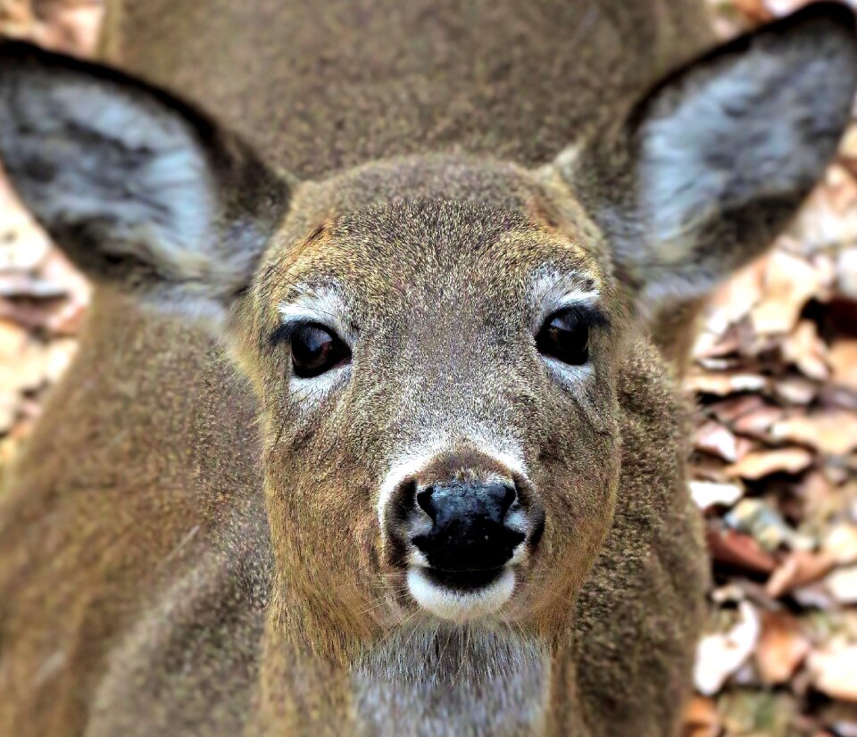 Forest nature mammal