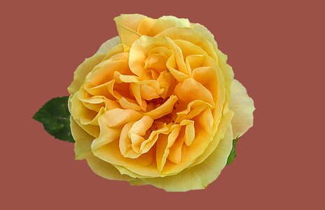Yellow rose rose bloom close up