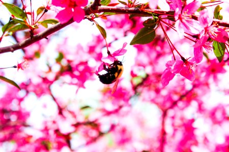 Bumble bee hollow, Mechanicsburg, United states photo
