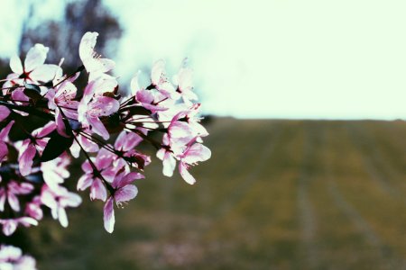 Bumble bee hollow, Mechanicsburg, United states