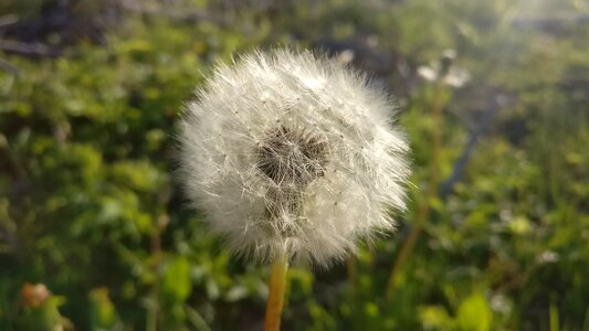 Spring sun meadow