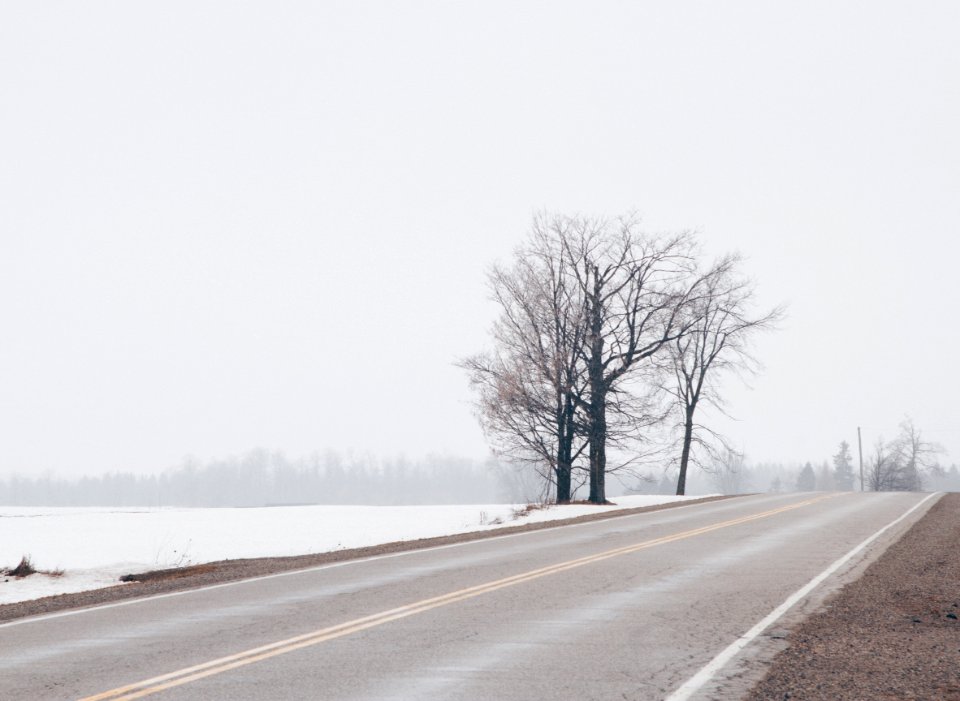 Bleak, Tree, Rural