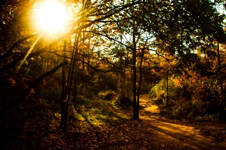 Warmth, Sun, Fall photo