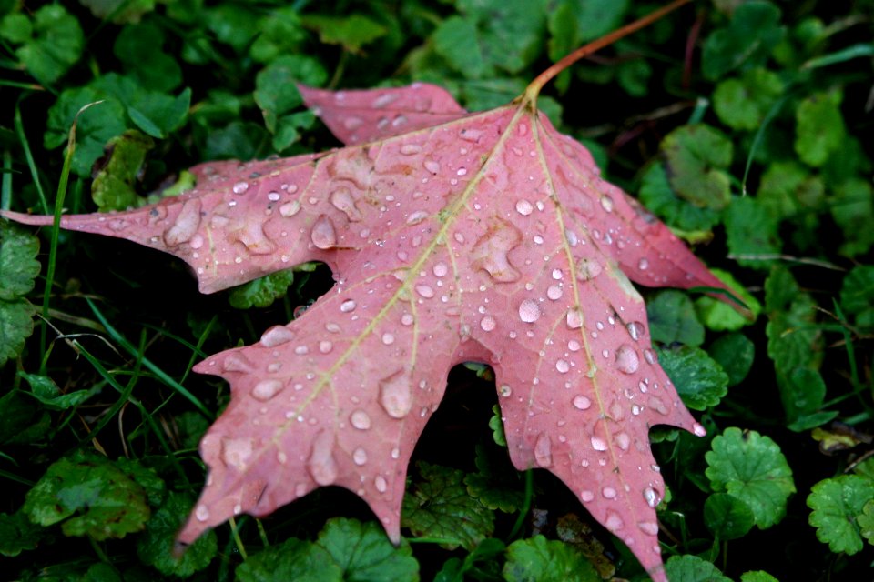 Canon, Photography, Nature