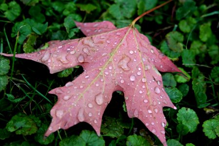 Canon, Photography, Nature