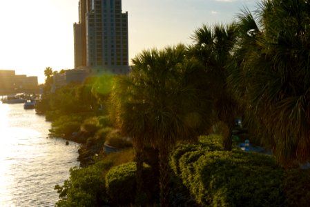 Tampa, United states, Palm tree photo