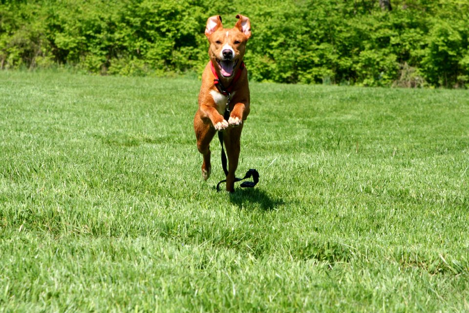 Summer, Dogs, Dogpost