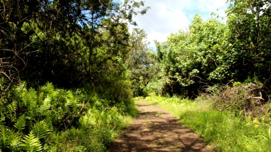 Moanalua valley trail start kulanaahane, Honolulu, United states
