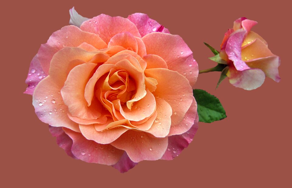 Flower rose bloom close up