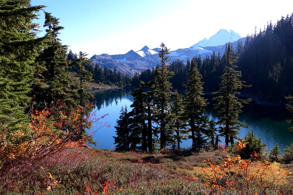 lake surrounded by pine trees