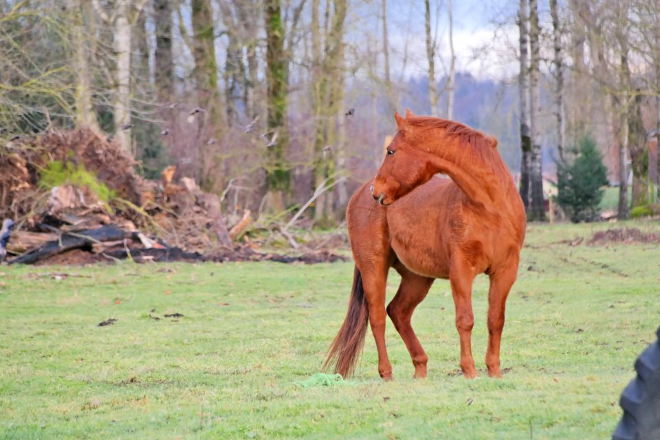 Rural, Field, Horse