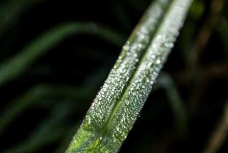 Pooling up, Close up, Macro photo