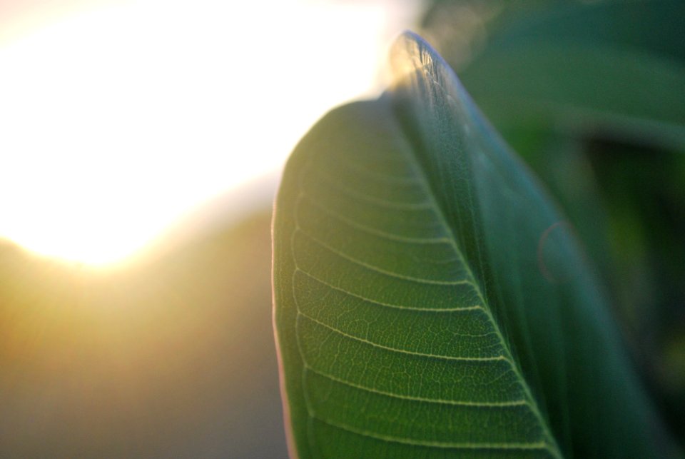 Nature, Close up, Sunset