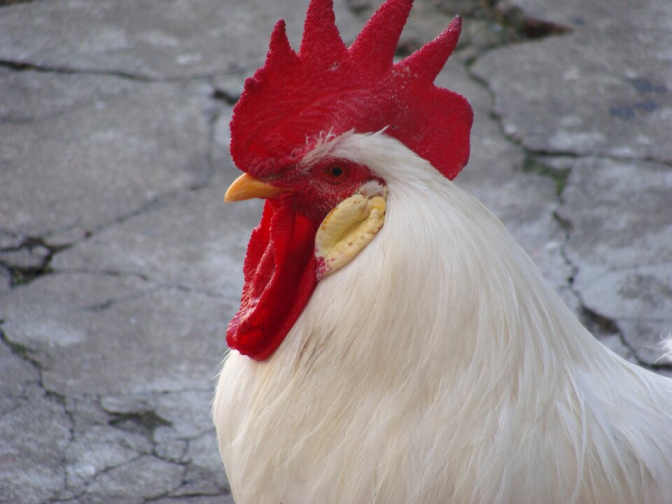 Cock animal poop