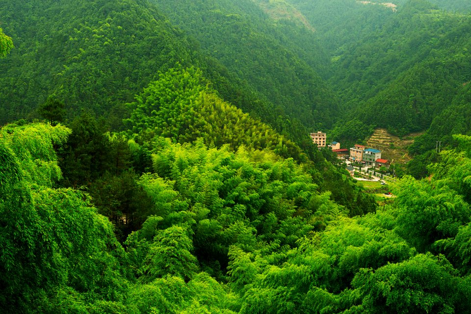 East china, Forest, Trees