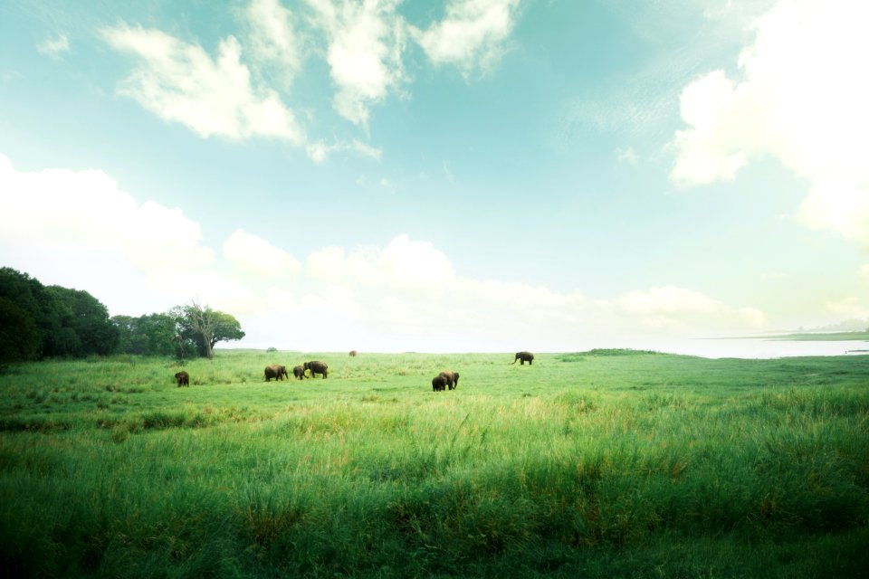 Sri lanka, Wild, Elephant