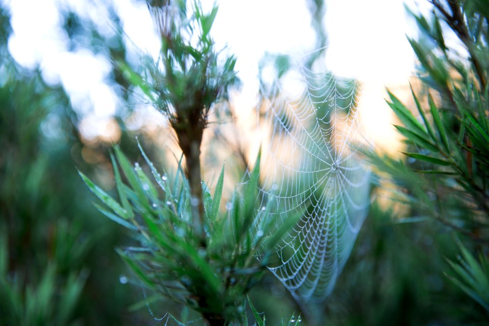 Sri lanka, Spider web