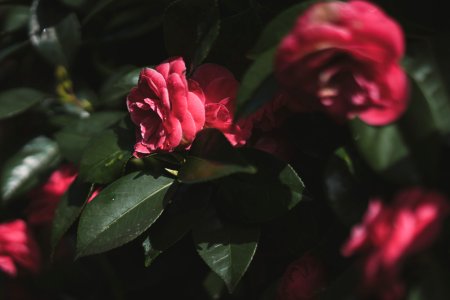Seattle, United states, Flowers