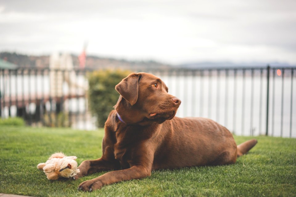 Seattle, United states, Pet