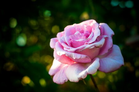 Rose pink flower photo