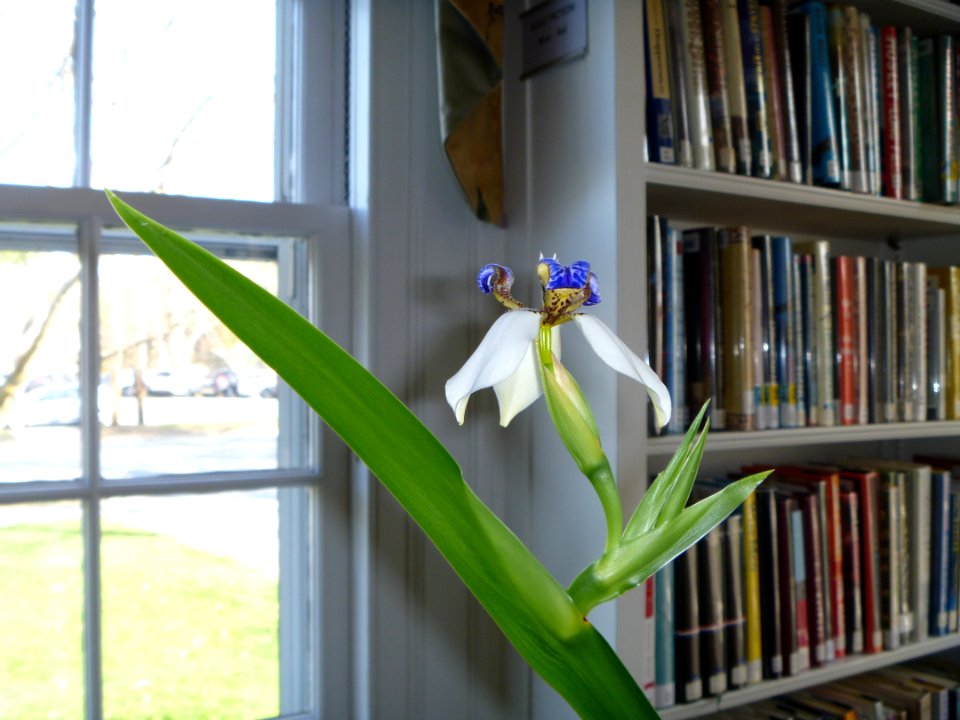 Neomarica, Books, Library
