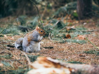 gray and brown squirrel on brown grasses photo