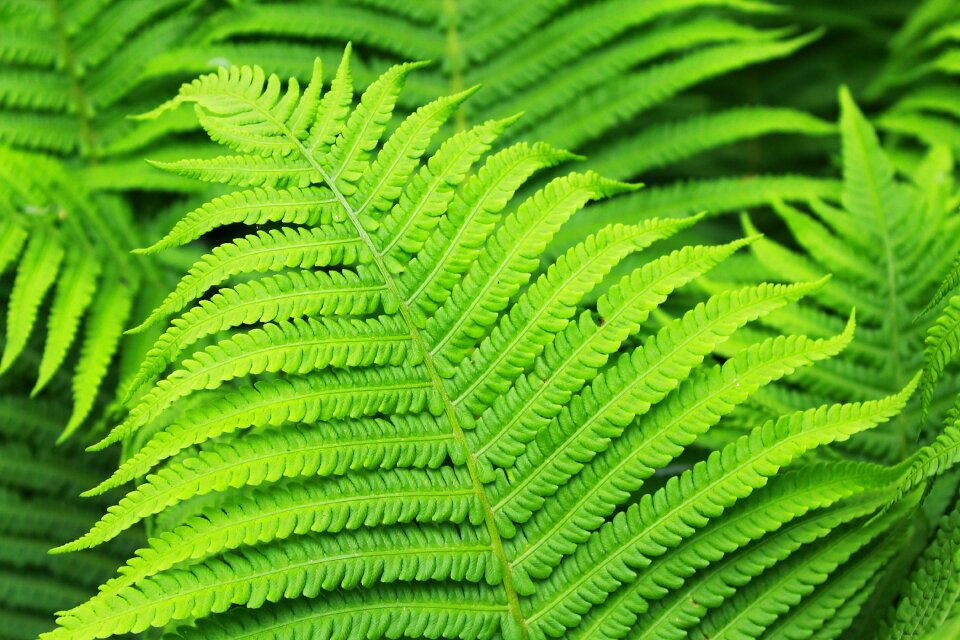 Leaf nature close up