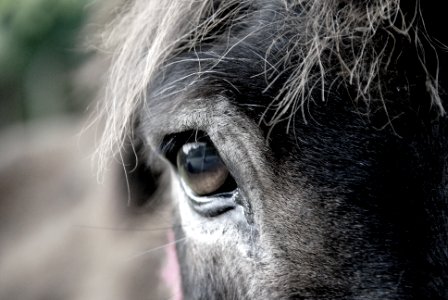 Animal, Detail, Donkey photo