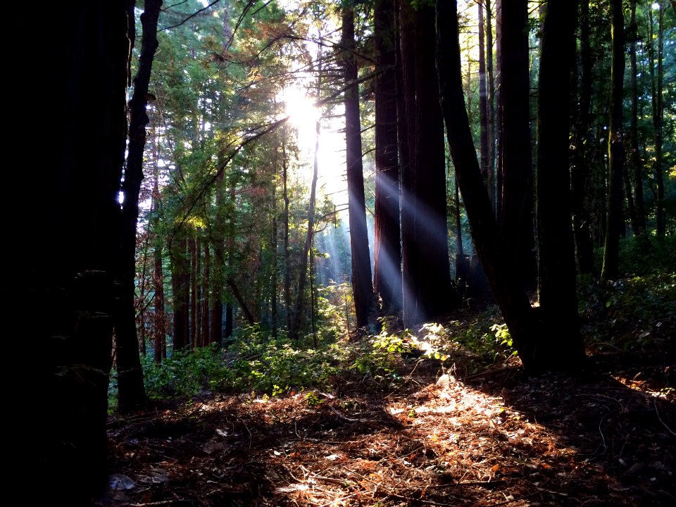 River trail, Santa cruz, Ca 95060