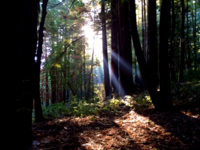 River trail, Santa cruz, Ca 95060