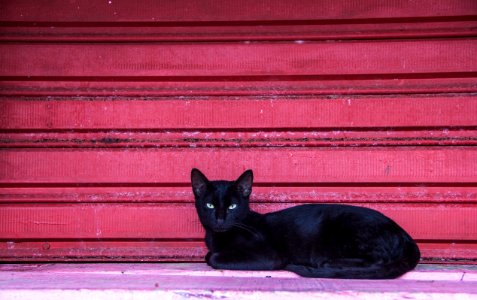 Brazil, Natal, Animal