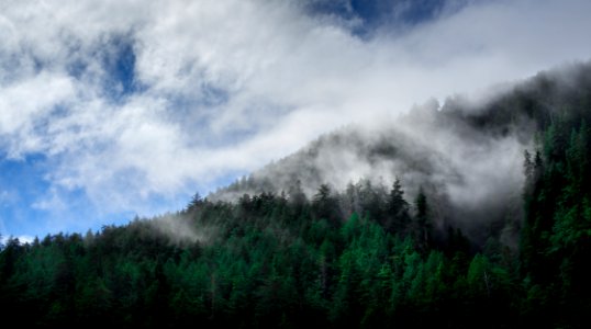 green trees covered with fog