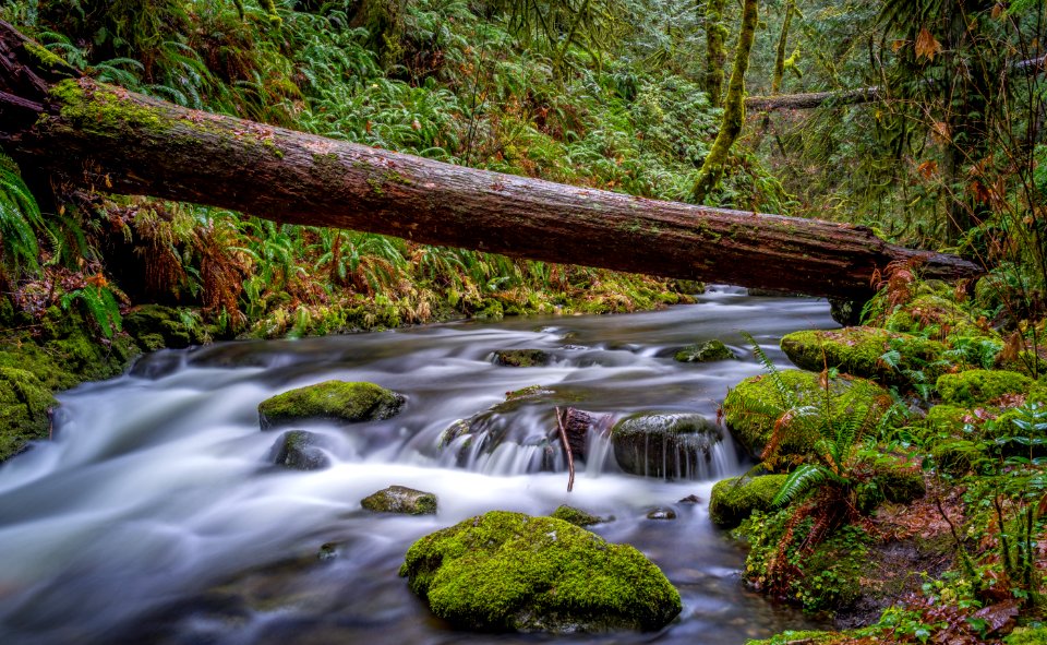 body of water between trees and plants photo