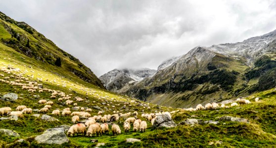 herd of sheep feeding on mountain photo